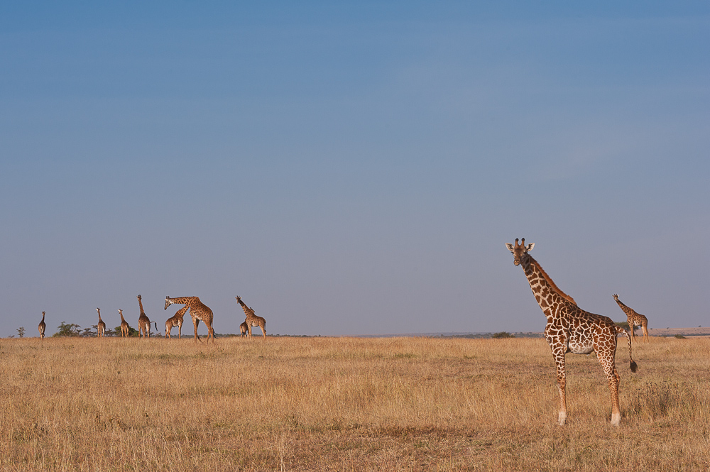 Masai Mara 7315