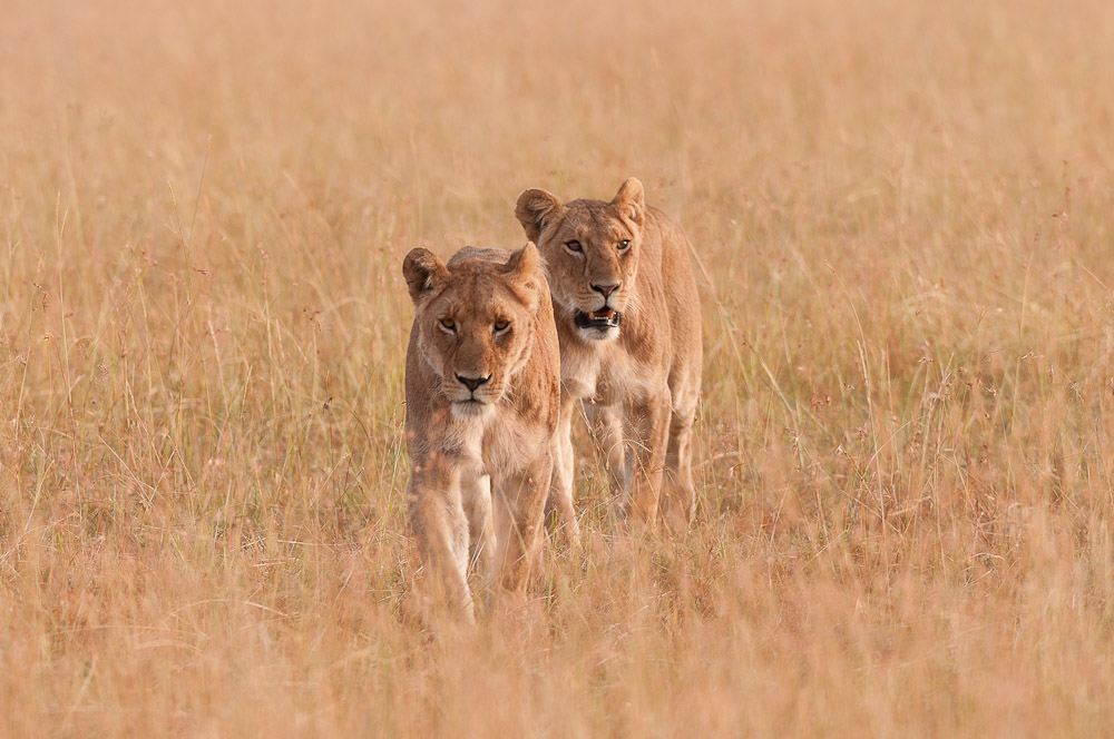 Masai Mara 7329