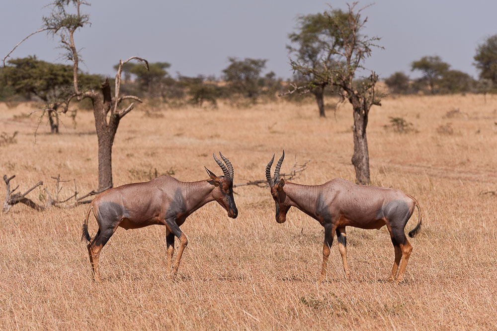 Masai Mara 7394