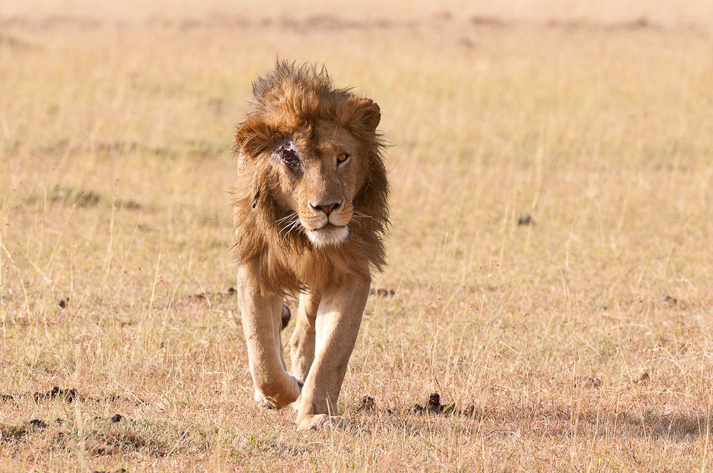 Masai Mara 7396