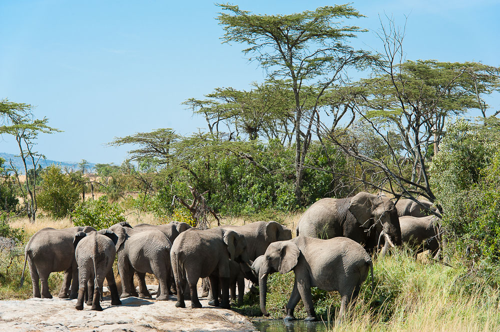Masai Mara 7414