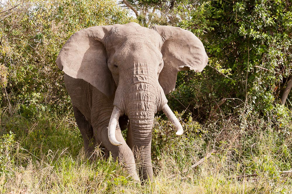 Masai Mara 7464