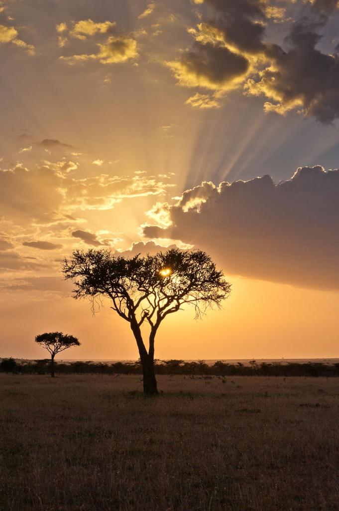 Masai Mara 7485