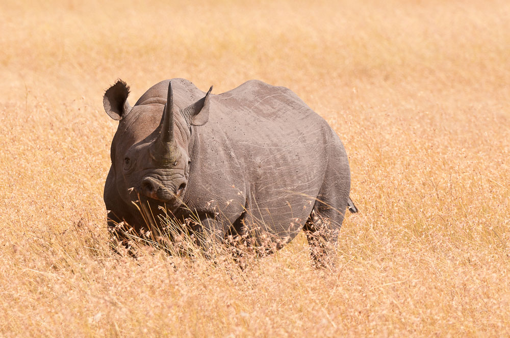 Masai Mara 7587