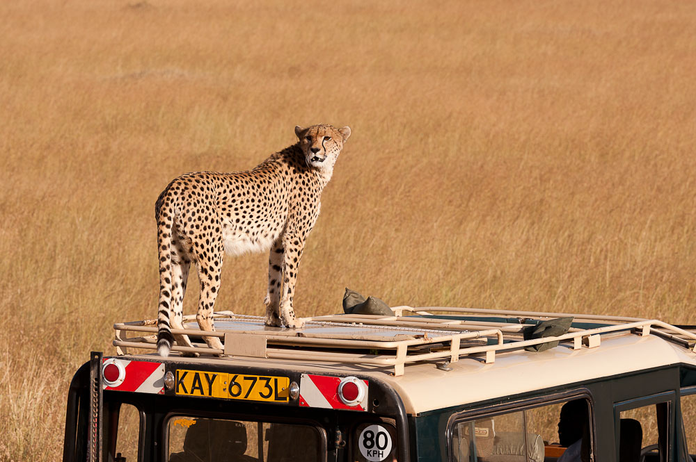 Masai Mara 7592