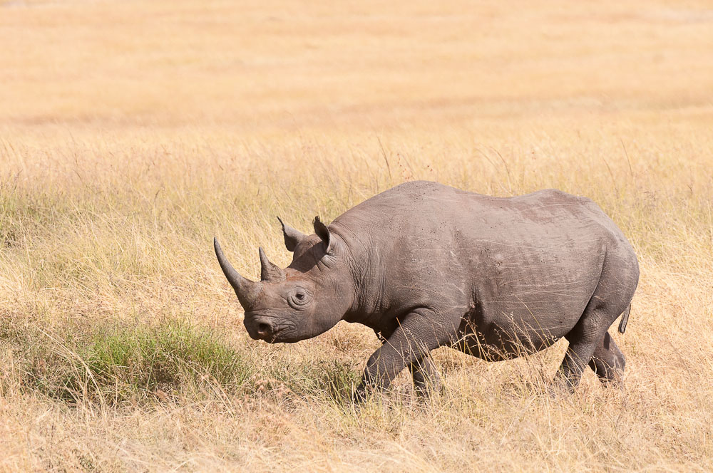 Masai Mara 7619