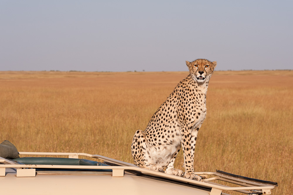Masai Mara 7643