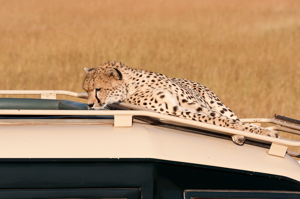 Masai Mara 7668