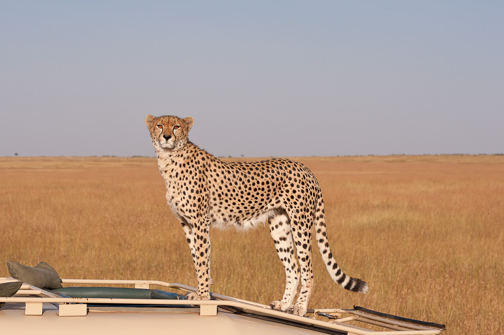 Masai Mara 7691