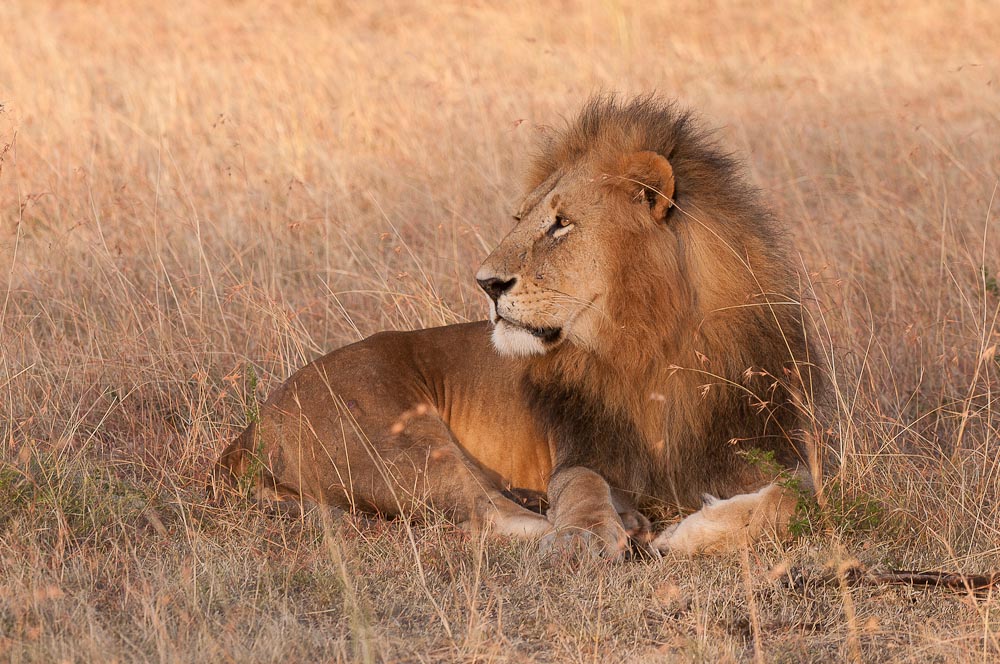 Masai Mara 7988