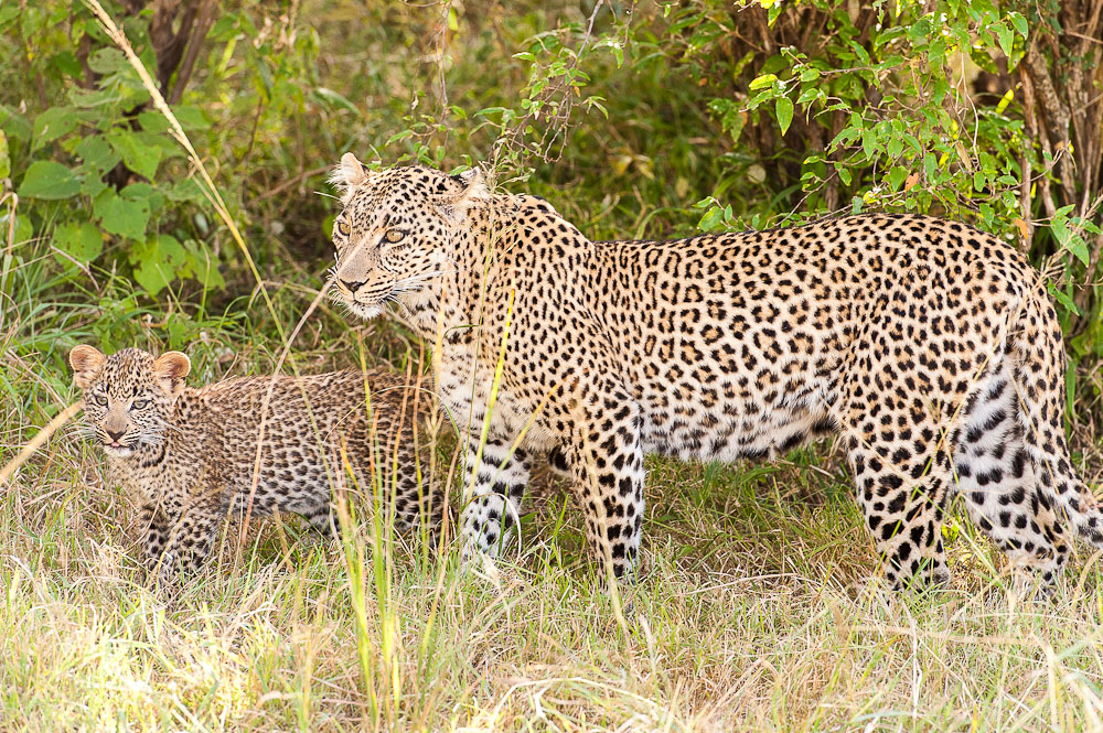 Masai Mara 8045