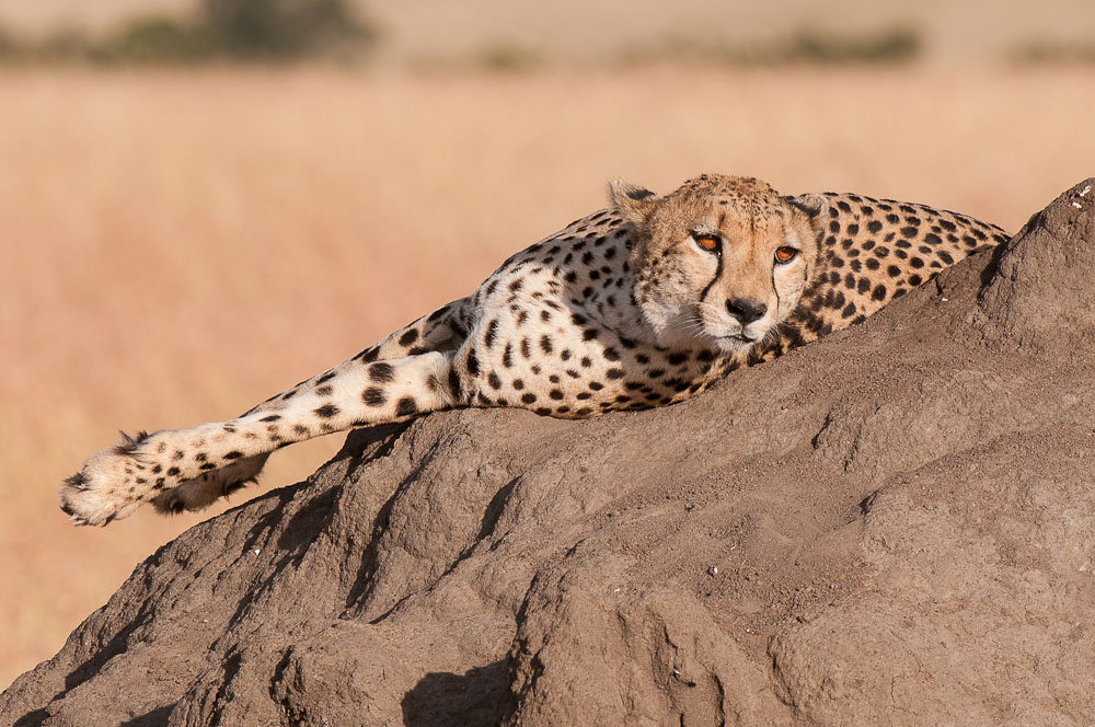 Masai Mara 8103
