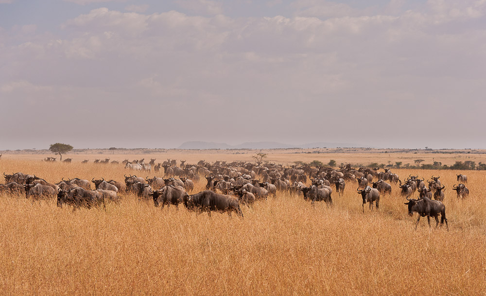 Masai Mara 8109