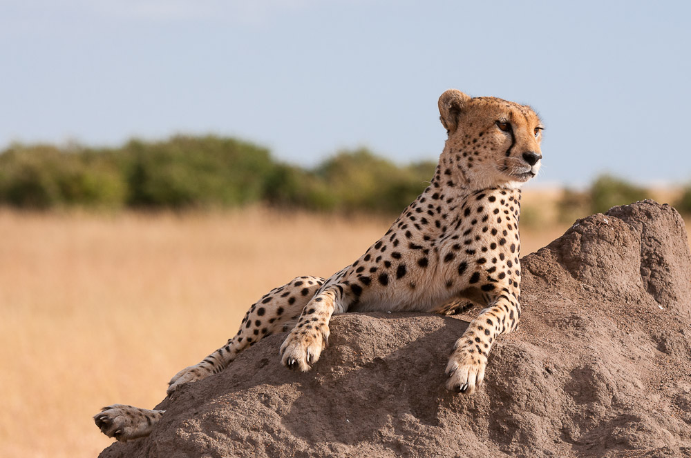 Masai Mara 8241