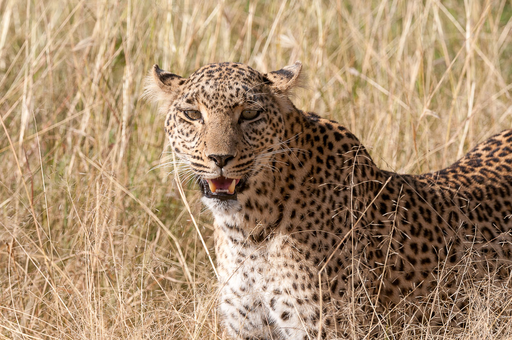 Masai Mara 8303
