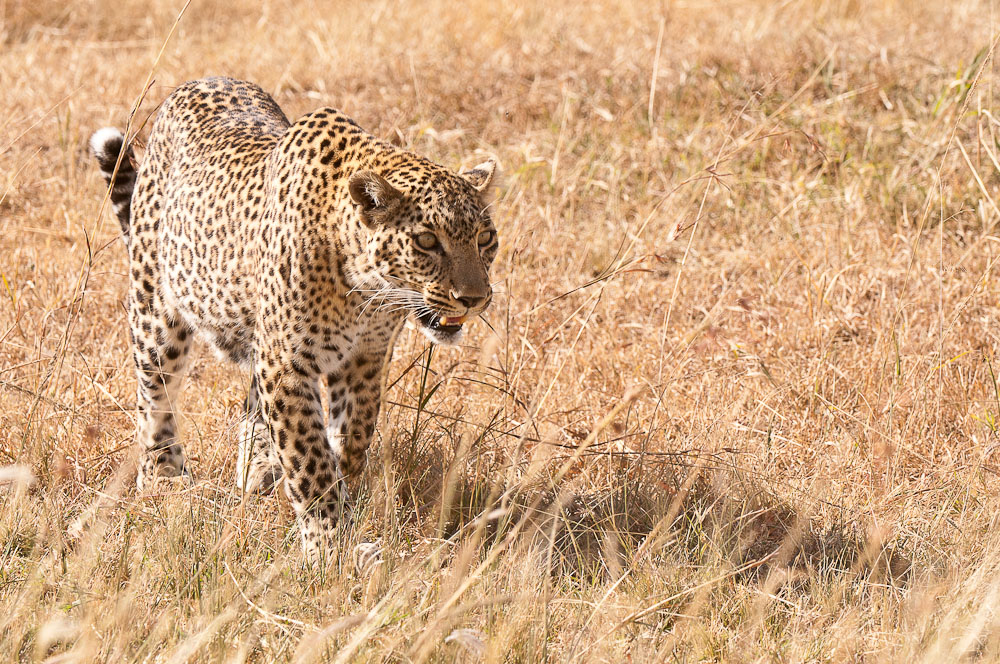 Masai Mara 8401