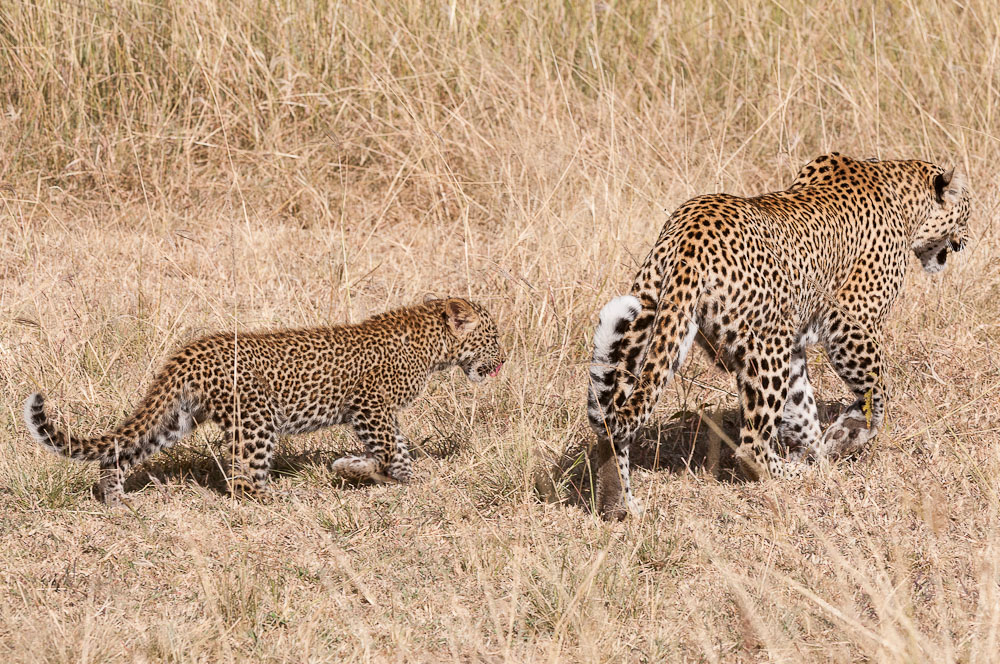 Masai Mara 8421