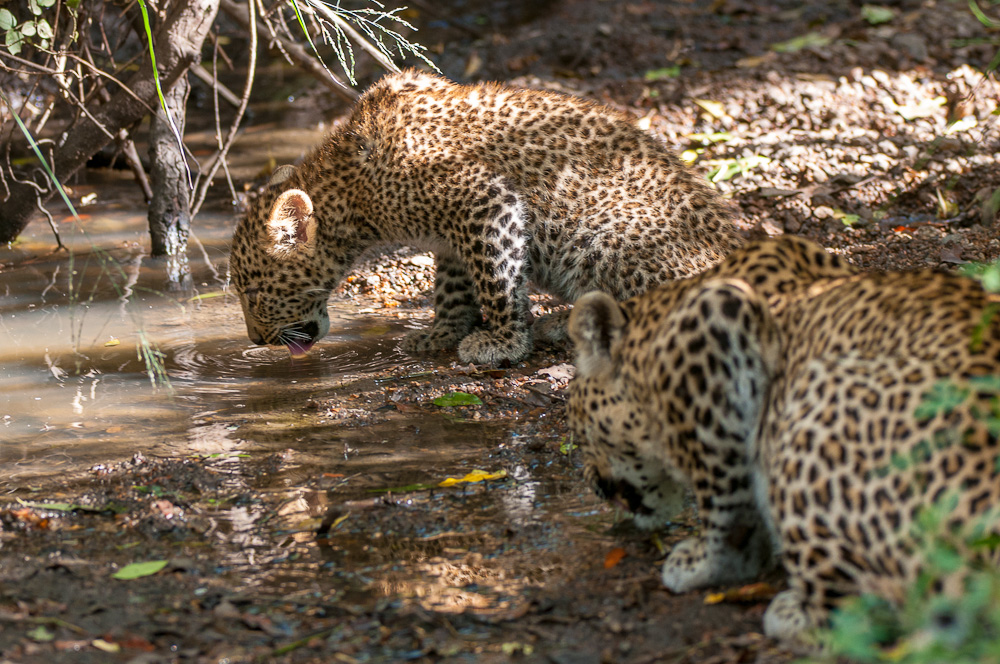 Masai Mara 8498