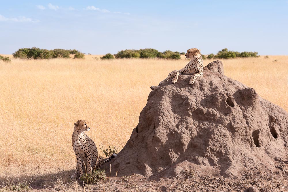 Masai Mara 8653