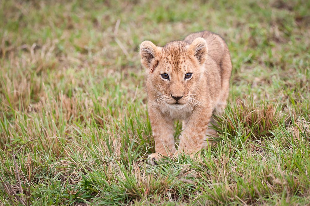 Masai Mara Löwenbaby