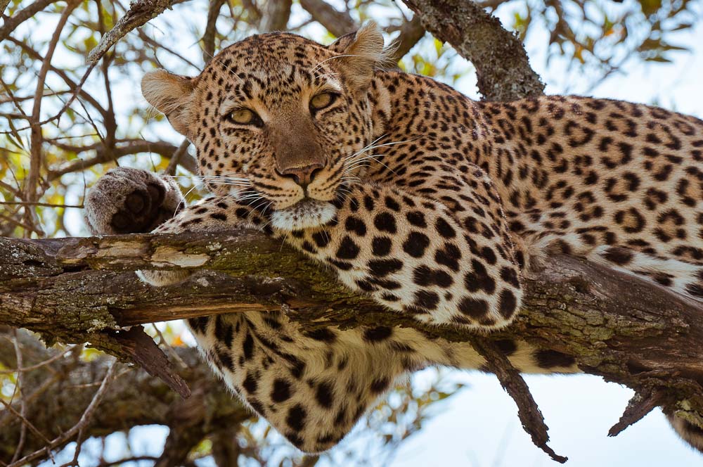 Masai Mara Leopard