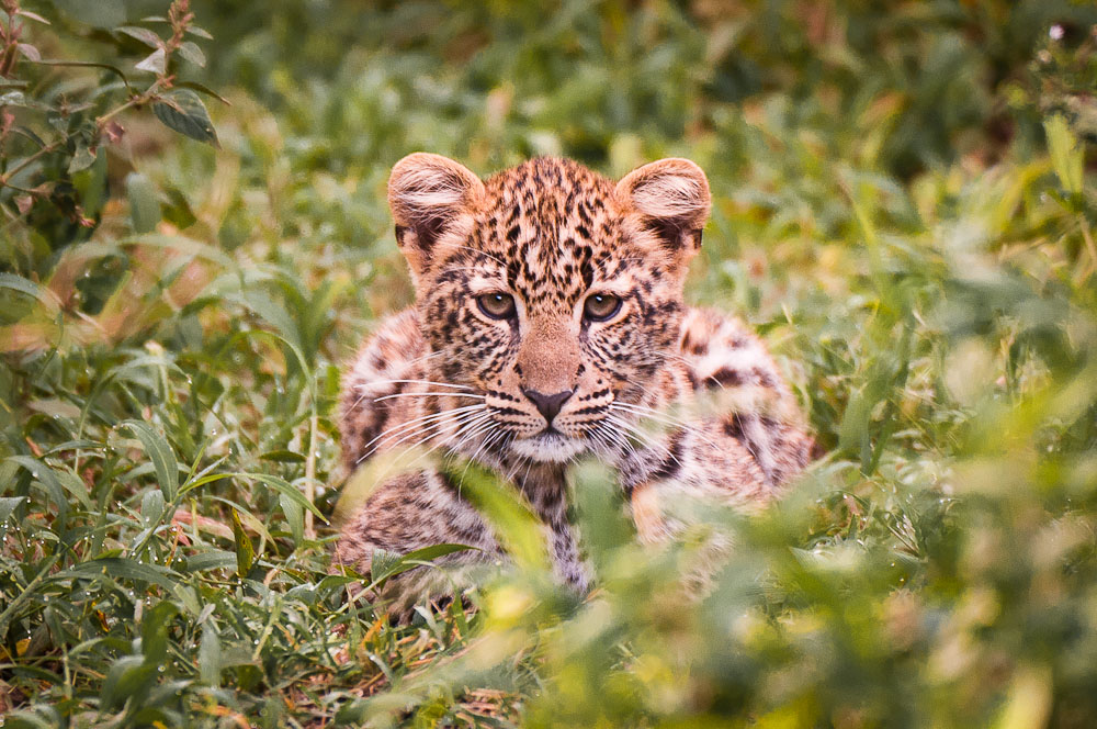 Masai Mara Leopardenbaby