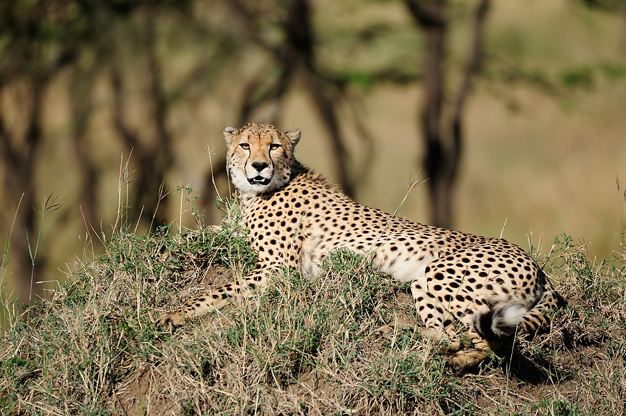 MasaiMara 123