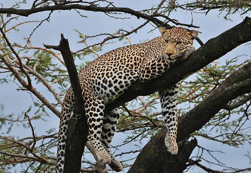 MasaiMara3 DSC 3003A