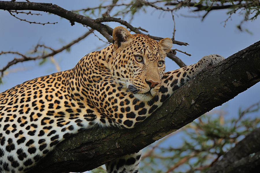 MasaiMara3 DSC 3028