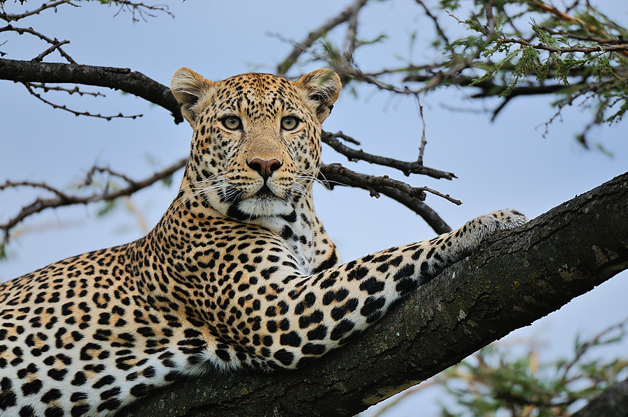 MasaiMara3 DSC 3039A