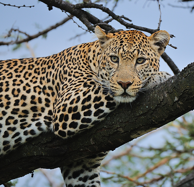 MasaiMara3 DSC 3042A
