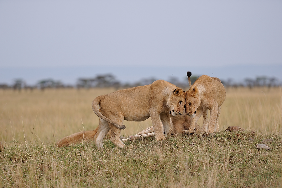 MasaiMara4 DSC 2424