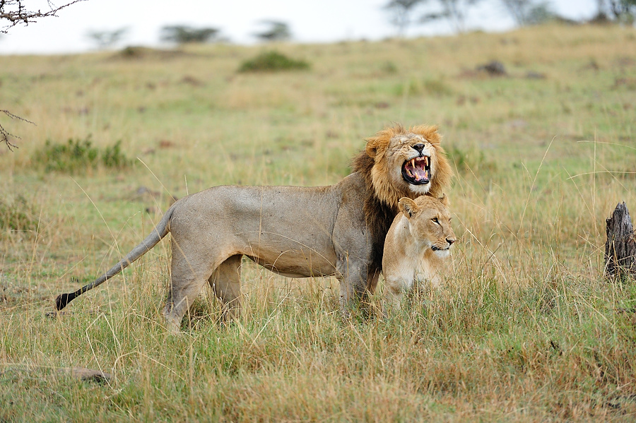MasaiMara5 DSC 2984