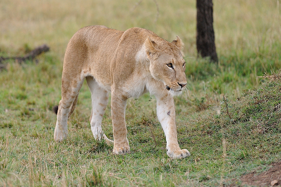MasaiMara5 DSC 2995