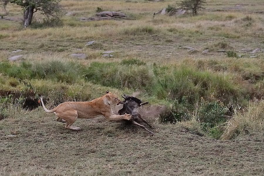 MasaiMara5 DSC 3046