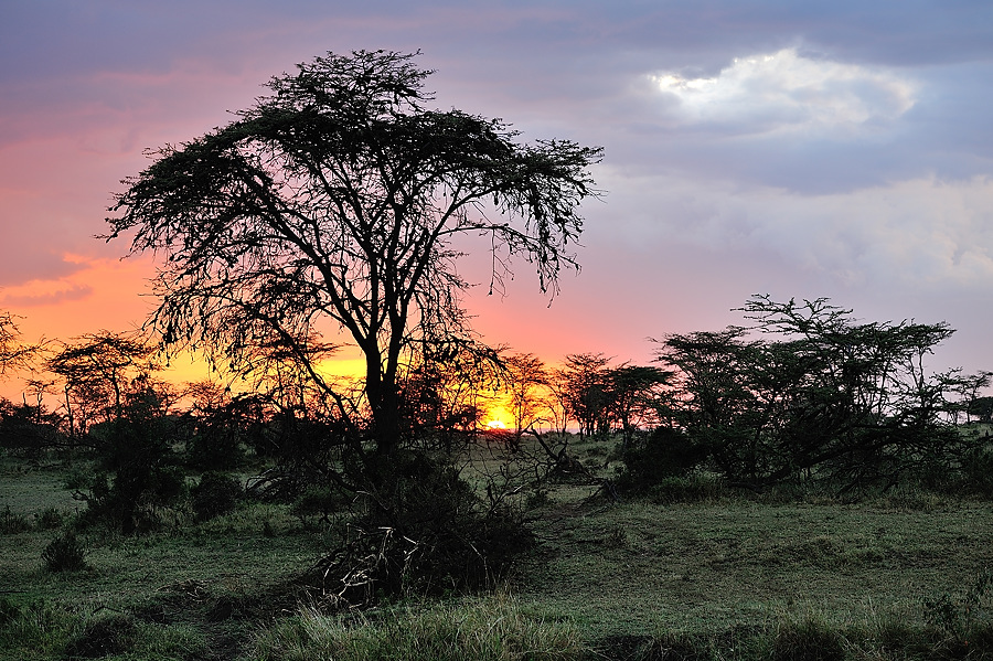MasaiMara5 DSC 3070