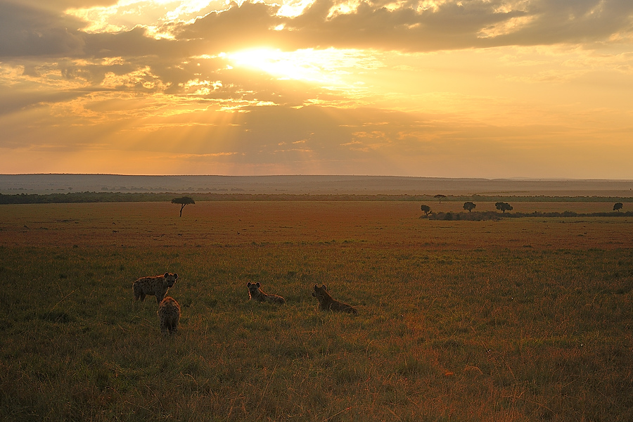 MasaiMara6 DSC 3085