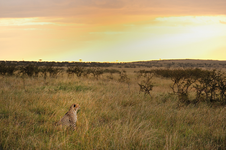 MasaiMara6 DSC 3365