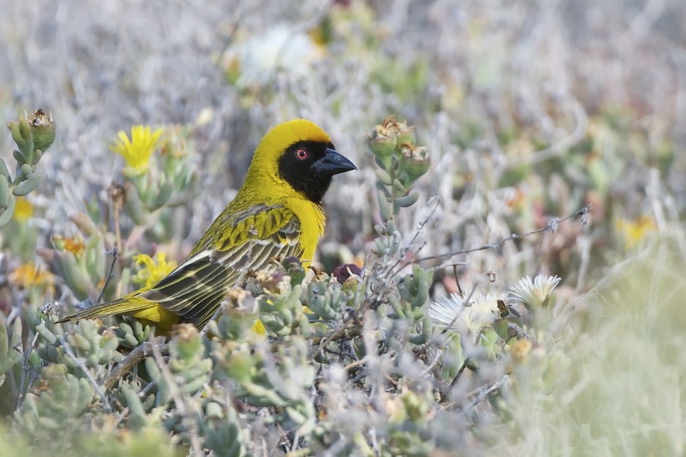 Masked Weaver