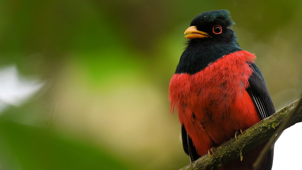 Maskentrogon, Bella Visata Cloud Forest
0590