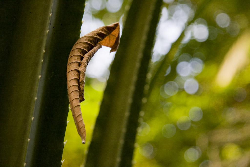 masoala 4