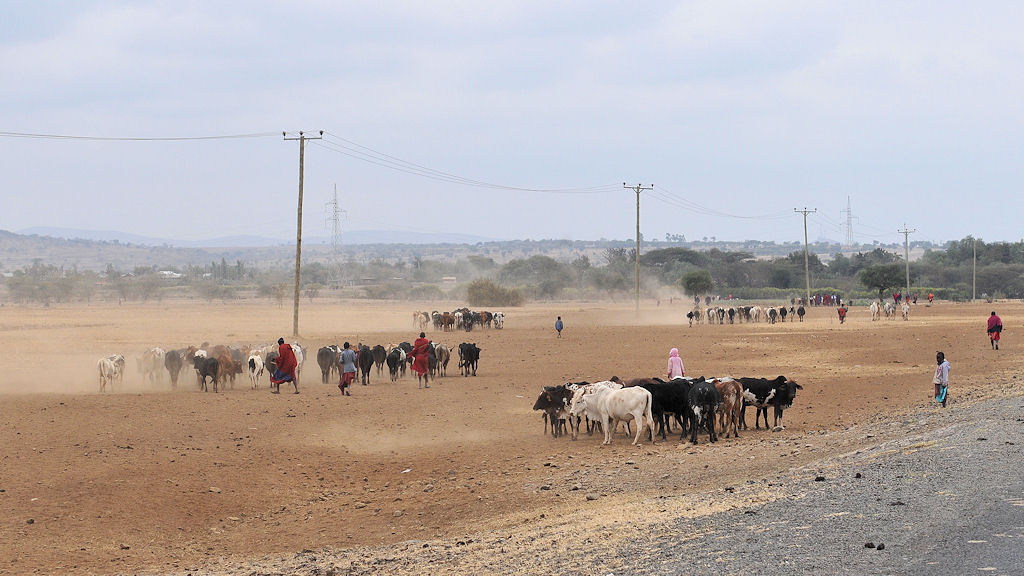 Massai auf dem Weg zum Viehmarkt in Duko Bovu
5923