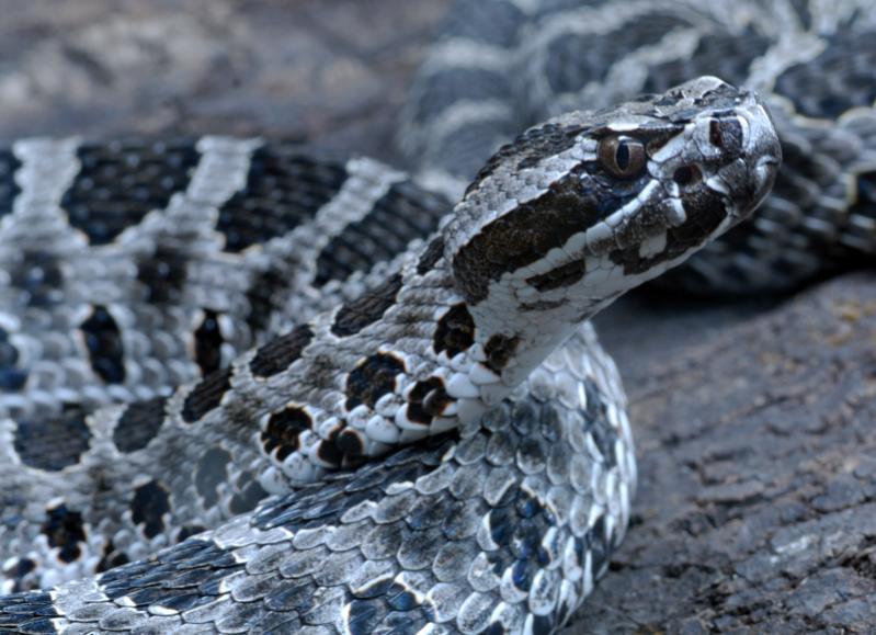 Massasauga Zwergklapperschlange DSC4985