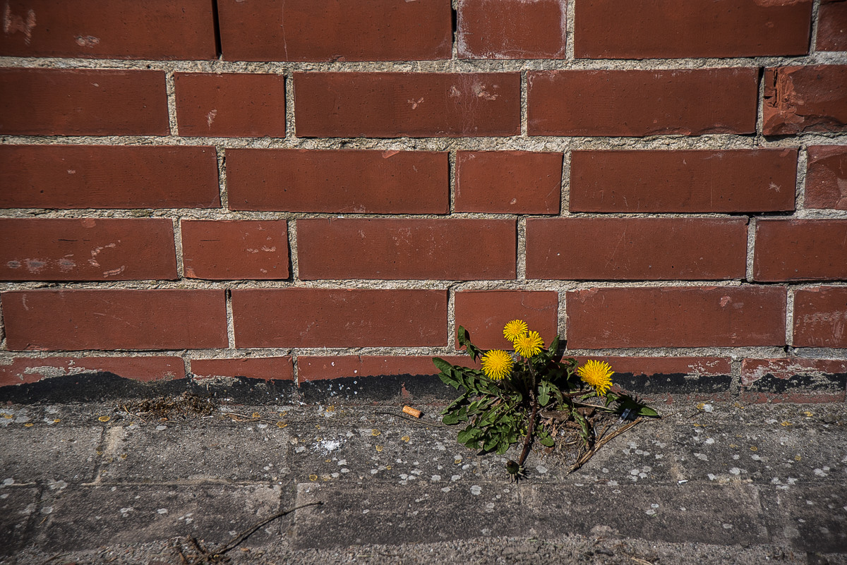 Mauerblümchen.jpg