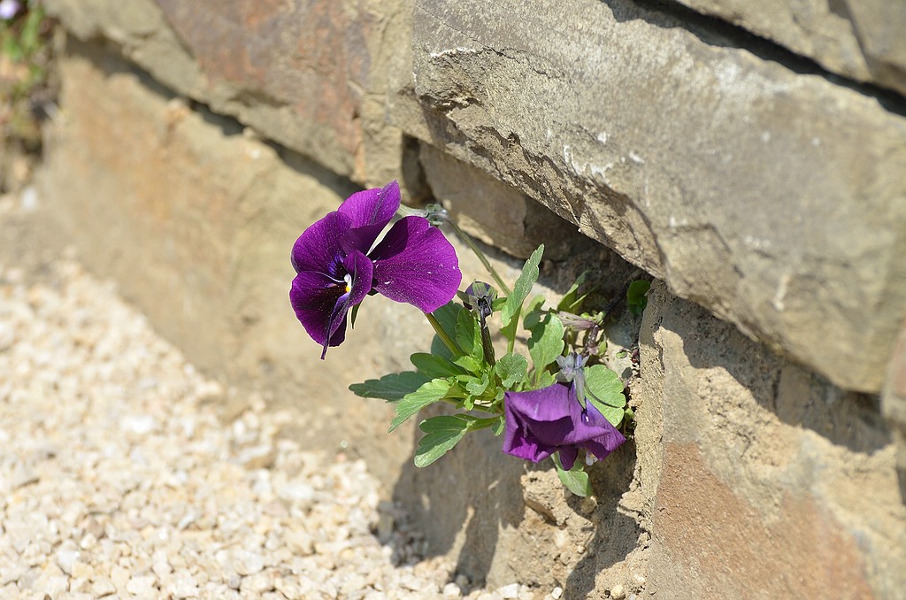 Mauerblümchen1