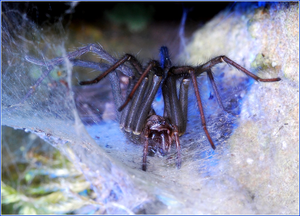 Mauerwinkelspinne NF