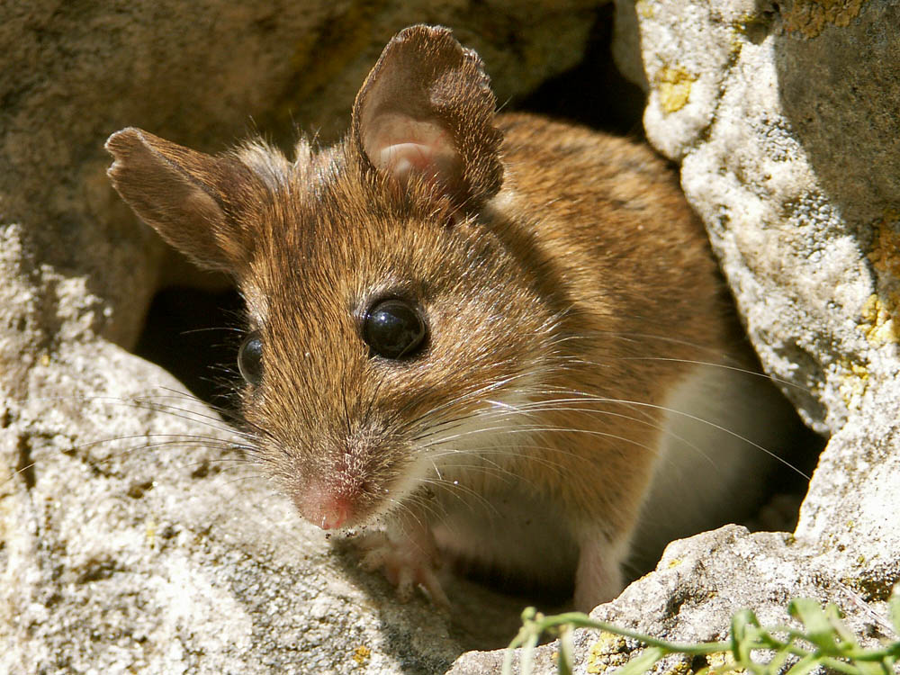 Maus 2