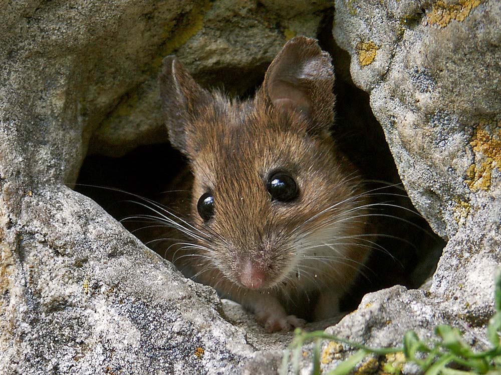 Maus