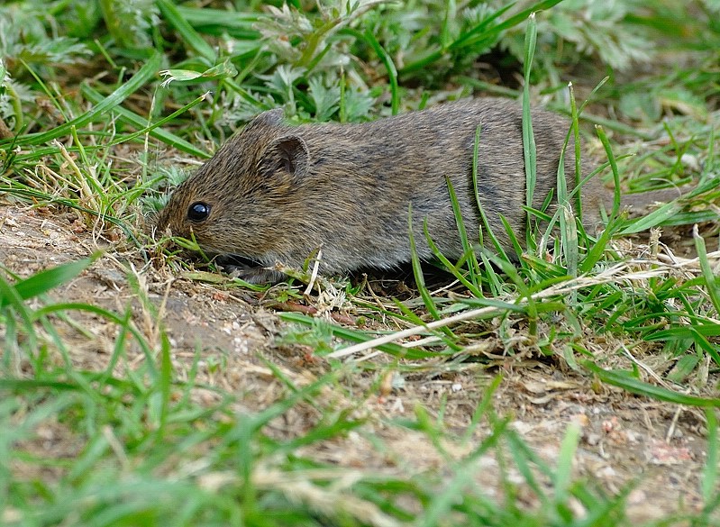 Maus