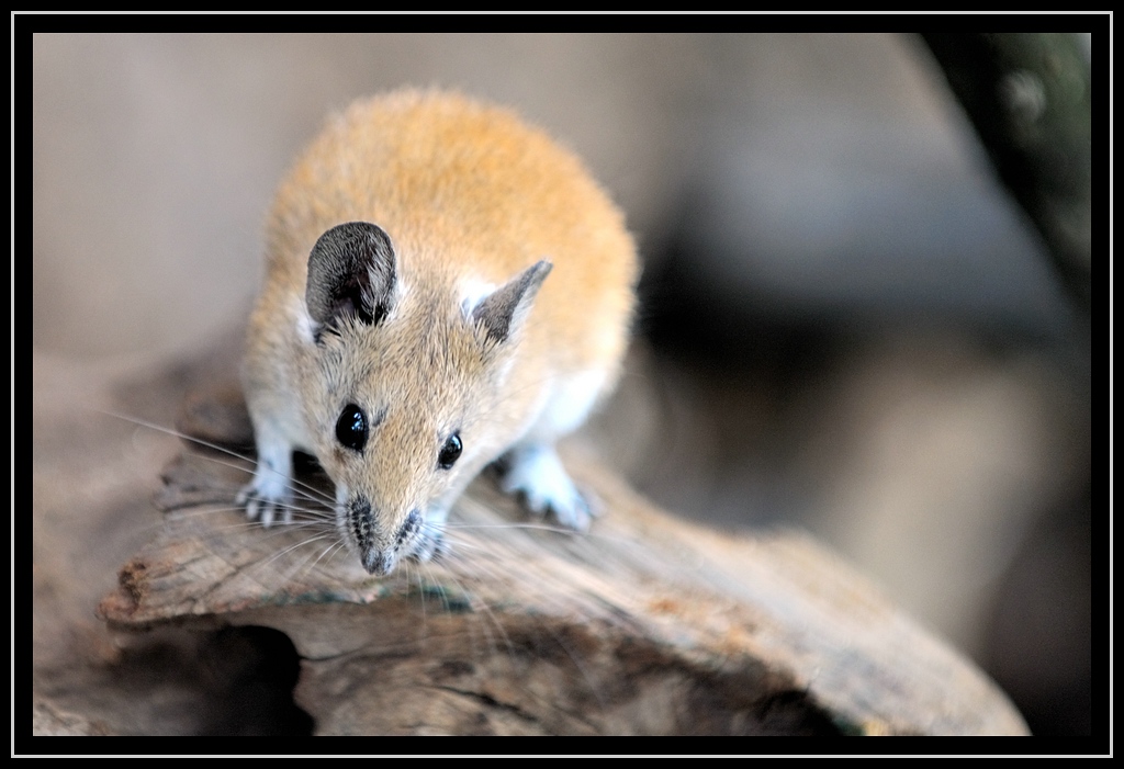 Maus